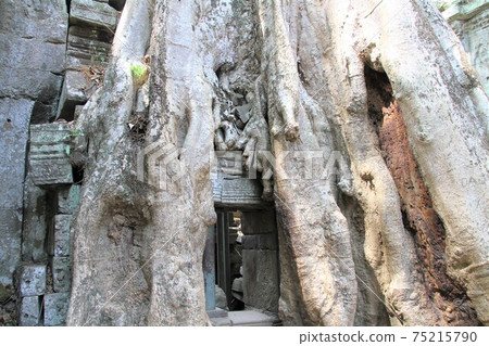 在柬埔寨的景觀 75215790