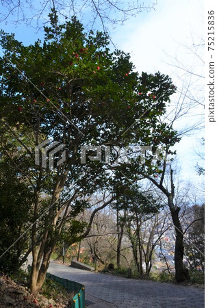 在山腳下的陡坡 在山腳下的陡坡 75215836