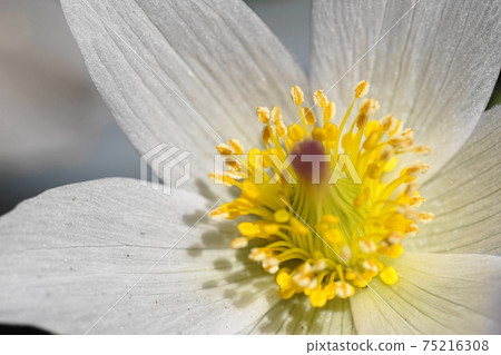 March Chofu 892 Pulsatilla chinensis (Western buttercup), Ranunculales, Keio Floral Garden Angers 75216308
