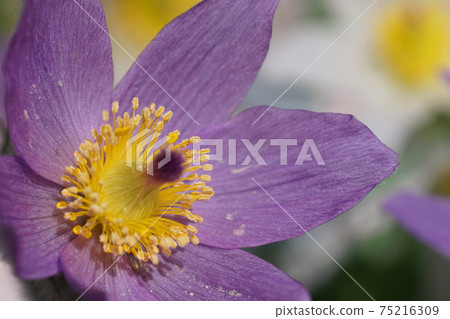 March Chofu 889 Pulsatilla vulgaris (Western buttercup), Ranunculales, Keio Floral Garden Angers 75216309