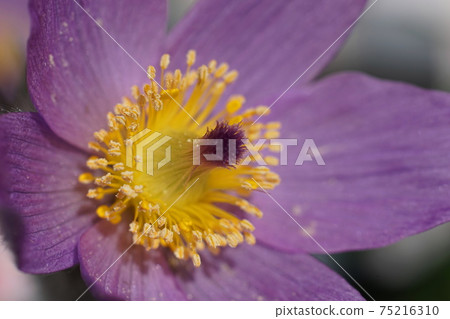 March Chofu 890 Pulsatilla vulgaris (Western buttercup), Ranunculales, Keio Floral Garden Angers 75216310