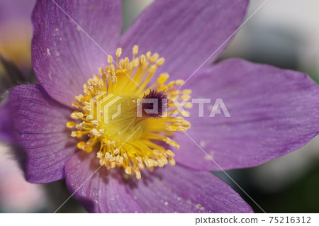 March Chofu 888 Pulsatilla vulgaris (Western buttercup), Ranunculales, Keio Floral Garden Angers 75216312