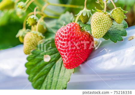 Strawberries in the strawberry hunting garden that are ready to eat Strawberries in the strawberry hunting garden that are ready to eat 75216338