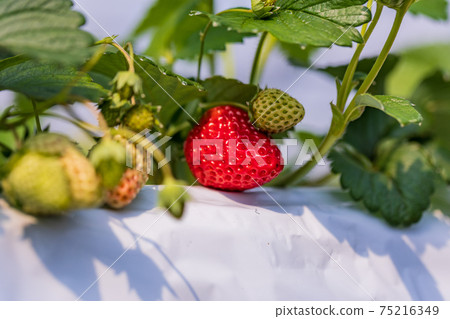 準備吃草莓狩獵花園裡的草莓 75216349