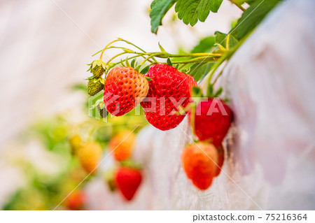 Strawberries in the strawberry hunting garden that are ready to eat 75216364