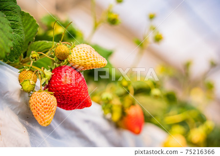 Strawberries in the strawberry hunting garden that are ready to eat 75216366