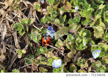 Coccinella septempunctata perching on the grass in winter 75216640