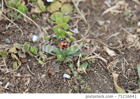 Coccinella septempunctata perching on the grass in winter 75216641
