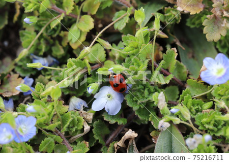Coccinella septempunctata perching on the grass in the winter field Coccinella septempunctata perching on the grass in the winter field 75216711