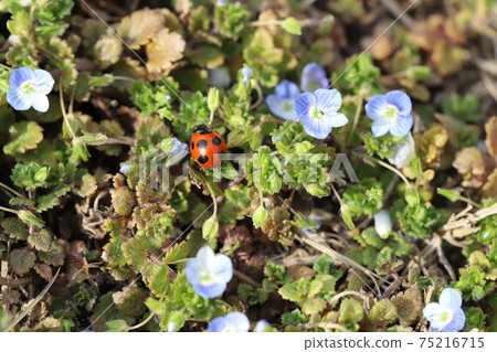 七星瓢蟲棲息在冬天的田野的草地上 75216715