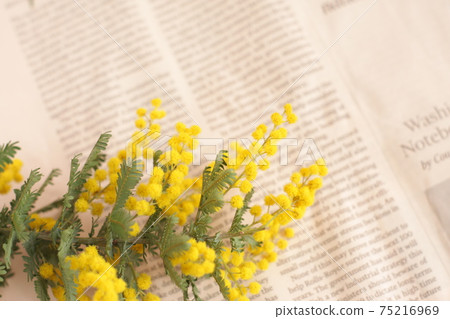 Mimosa flowers 75216969