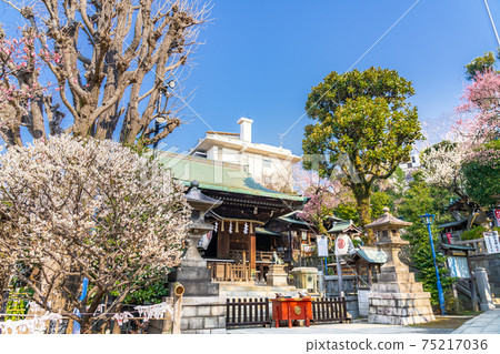 日本春天的梅花盛開的上野公園五條天神社 日本春天的梅花盛開的上野公園五條天神社 75217036