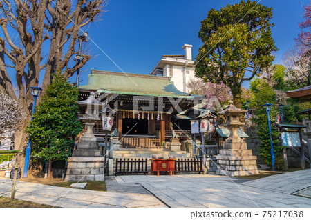 日本春天的梅花盛開的上野公園五條天神社 日本春天的梅花盛開的上野公園五條天神社 75217038