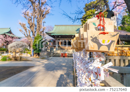 日本春天的梅花盛開的上野公園五條天神社 75217040