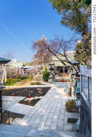 日本春天的梅花盛開的上野公園五條天神社 日本春天的梅花盛開的上野公園五條天神社 75217041