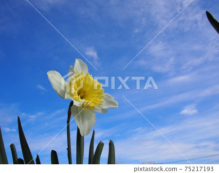 Narcissus Narcissus 75217193