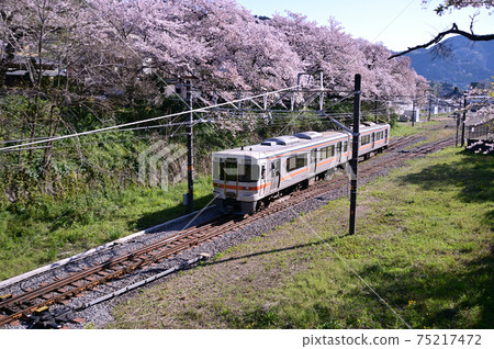 Sakura Bloom JR Gotemba Line Yamakita Station Sakura Bloom JR Gotemba Line Yamakita Station 75217472