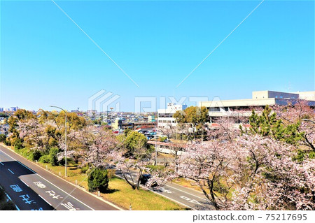 kai市政府,多賀文化廳春天的景色 kai市政府,多賀文化廳春天的景色 75217695