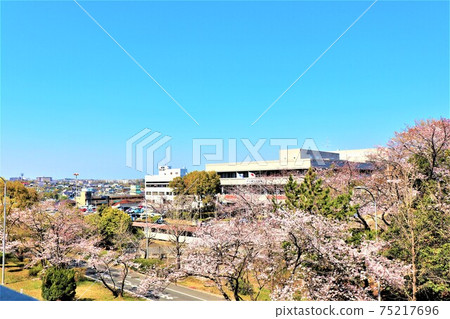kai市政府，多賀文化廳春天的景色 75217696
