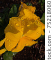 After the rain 75218060