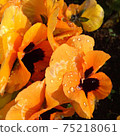 After the rain 75218061
