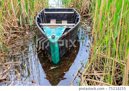 Old wooden boat in the reed on the riverbank 75218255