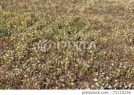 White chamomile flowers on a meadow at spring White chamomile flowers on a meadow at spring 75218256