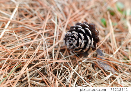 Pinecone Pinecone 75218541