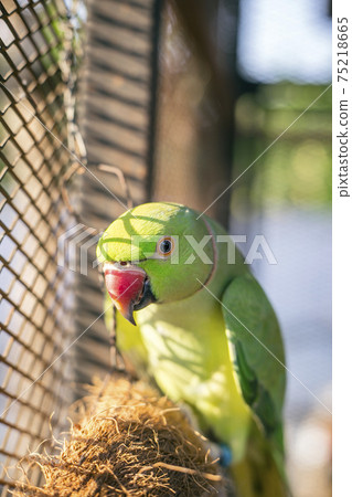 Green Young indian ringneck parakeet Green Young indian ringneck parakeet 75218665