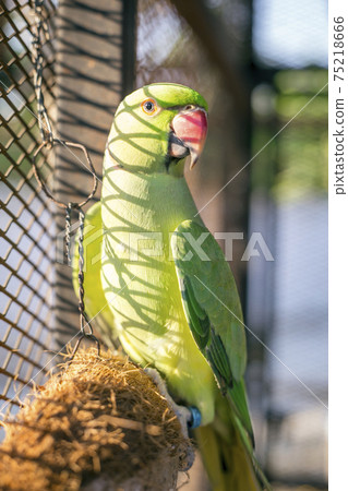 Green Young indian ringneck parakeet 75218666