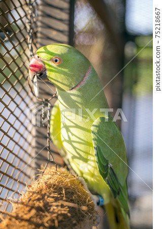 Green Young indian ringneck parakeet 75218667