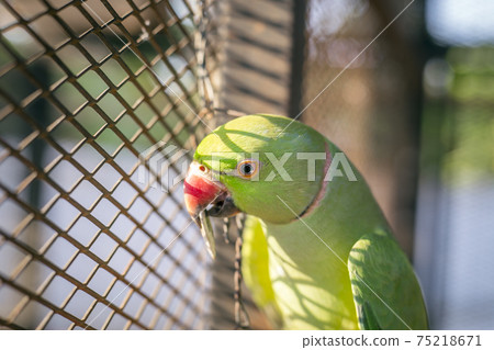 Green Young indian ringneck parakeet 75218671