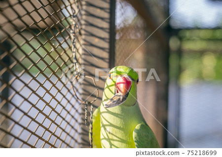 Green Young indian ringneck parakeet Green Young indian ringneck parakeet 75218699
