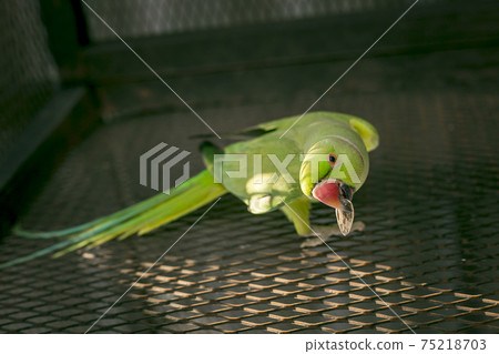 Green Young indian ringneck parakeet Green Young indian ringneck parakeet 75218703