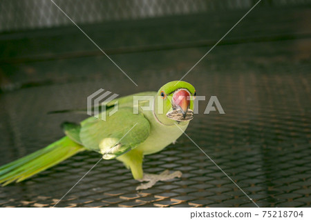 Green Young indian ringneck parakeet 75218704