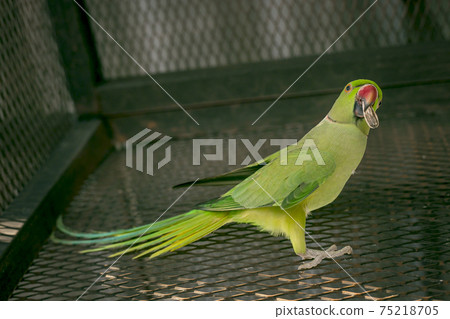 Green Young indian ringneck parakeet Green Young indian ringneck parakeet 75218705