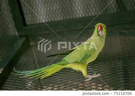 Green Young indian ringneck parakeet 75218706