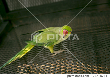 Green Young indian ringneck parakeet Green Young indian ringneck parakeet 75218711