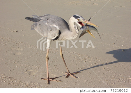 拿你的魚！ 75219012