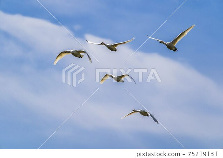 宮城縣小河原町飛翔的天鵝 宮城縣小河原町飛翔的天鵝 75219131