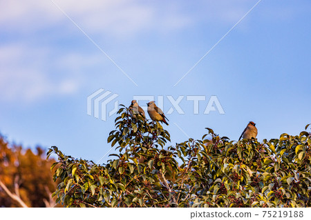 Japanese waxwing gathered to eat the red fruits on the tree Japanese waxwing gathered to eat the red fruits on the tree 75219188