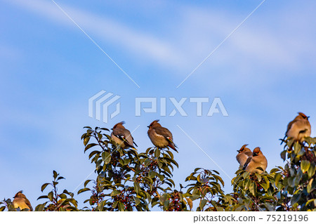 Japanese waxwing gathered to eat the red fruits on the tree Japanese waxwing gathered to eat the red fruits on the tree 75219196