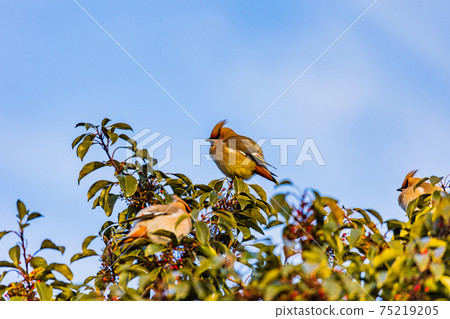 Japanese waxwing gathered to eat the red fruits on the tree Japanese waxwing gathered to eat the red fruits on the tree 75219205
