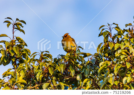 日本雀翅聚集在一起吃樹上的紅色水果 75219206