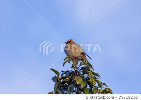 Japanese waxwing gathered to eat the red fruits on the tree Japanese waxwing gathered to eat the red fruits on the tree 75219210