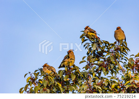 Japanese waxwing gathered to eat the red fruits on the tree Japanese waxwing gathered to eat the red fruits on the tree 75219214
