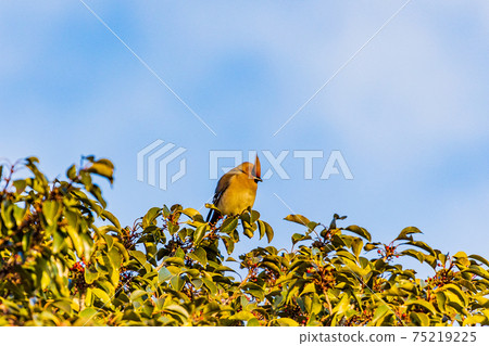 Japanese waxwing gathered to eat the red fruits on the tree Japanese waxwing gathered to eat the red fruits on the tree 75219225
