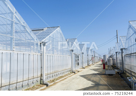 Strawberry greenhouses Yamamoto Town, Miyagi Prefecture 75219244