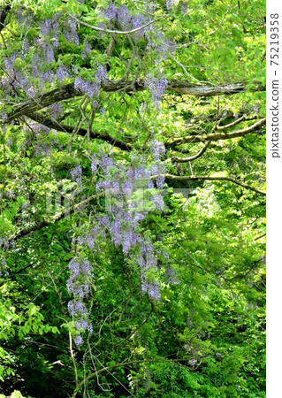 古木和伸二[相模原市築井市，5月] 75219358