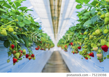 Red strawberry fruit House strawberry strawberry picking Yamamoto Town, Miyagi Prefecture 75219398